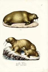 Walross, 1824